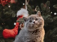 British Shorthair Yavrularımız