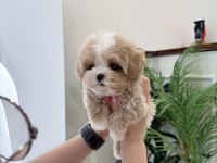 ÜST KALİTE MALTİPOO BEBEKLERİMİZ