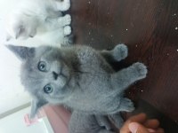 British shorthair mutluluk dağıtıyoruz