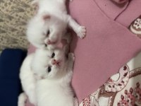 İran persian sıfır burun yavru kedilerim