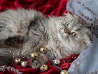 Çok güzel highland scottish fold