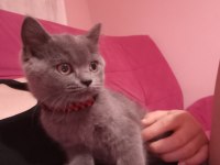 Sahibini arıyor british shorthair