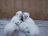 Kaliteli sağlıklı british shorthair yavrular