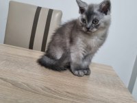 British shorthair dişi kedimiz