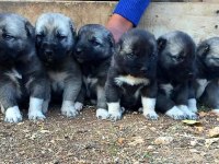 Truva Kangal köpek Çiftliği