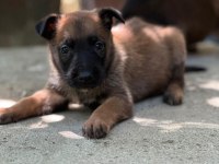 Safkan Belçika Kurdu Malinois Yavrular