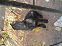 Siyah jet black yavru malinois