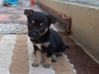 Orjinal pinscher minyatür 0 numara dişi