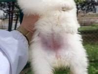 POMERANİAN BOO KÖPEĞİ