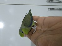 Forpus yavru