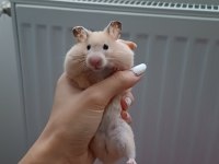 dişi hamster