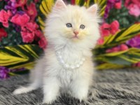 ORJİNAL CİNNAMON BRİTİSH