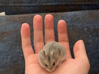 1 Aylık Yavru Gonzales Hamsterlar