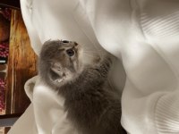Veteriner hekim kontrolünde büyüyen scottish fold yavrular