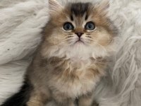 British Longhair2 aylık dişi ve erkek yavru