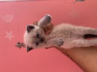 Veteriner hekimden sağlıklı kediler