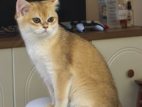 British Shorthair Dişi Kedimiz