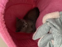 2 aylık oyuncu kendini sevdiren british shorthair