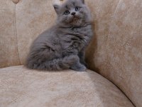 Mama ve kum eğitimi almış british shorthair yavrular