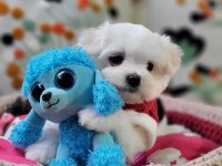 Şecereli Teacup Kore Kanı Dişi Maltese Yavrumuz