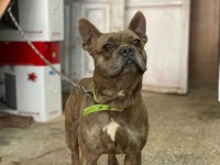 1.5 yaşında erkek çok uysal ve çok akıllı french bulldog