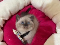 British Shorthair Erkek Yavrumuza Yuva Uyguna