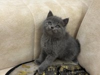A kalite safkan british shorthair dişi erkek