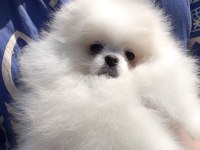 En İyisini Arayanlar İçin Fcı Export Sçr Li Pomeranian
