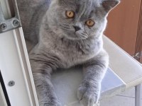 Ücretsiz Sahiplendirilecek 7 Aylık British Shorthair