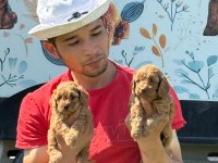 Maltipoo yavrularımız çiftliğimizden