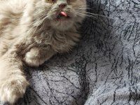 Scottish fold ve iran persian kırması