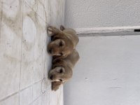 Dişi erkek cocker yavrular