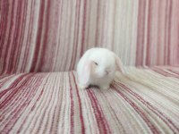 Cüce lop miniatür lop cüce tavşan çiftliği