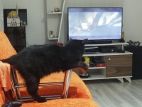 Kedimiz Karabaş Sahiplendirme