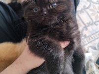 Scottish Fold Ve Ragdoll Kırması Yavru