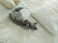 British shorthair 7 aylık dişi