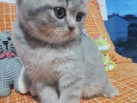 British shorthair dişi yavru