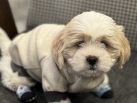 3 aylık shih tzu