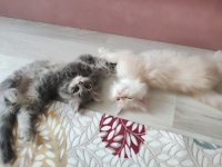 Chinchilla bebekler biz hazırız