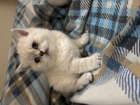 British shorthair lynx point