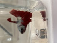 Karaağaç mezarlığı karşısı meydan Petshop balıklar