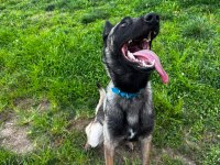 Acil uyguna tüm eşyalarıyla verilecek malinois