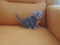 Scottish fold kedimiz