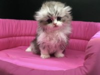 Scottish fold longhair yavrumuz