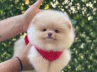 Minik Pamuk Topu Pomeranian Boo
