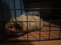 4 adet erkek shelty ırkı ginepig
