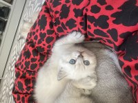 BRİTİSH SHORTHAİR KEDİLERİM