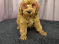 2 Aylık Poodle Yavruları