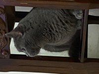 Ev dostu bakımlı aşıları tam british shorthair