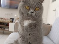 British Blue Point Safkan Ayı Surat